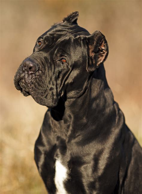 The breed has been featured in many paintings, including ones by bartolomeo pinelli. The Cane Corso | Modern Dog magazine