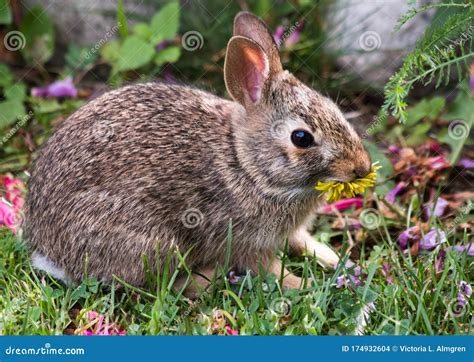Bunny Rabbit Eating Dandelion Flower Stock Photo Image Of Animal