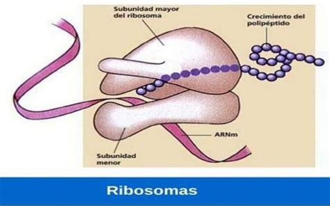 Ribosomas