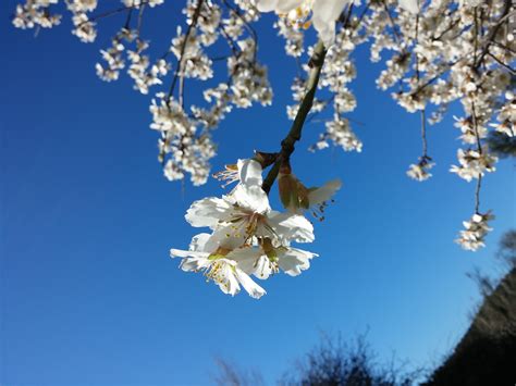 Free Images Nature Branch Plant Sky Flower Petal Spring