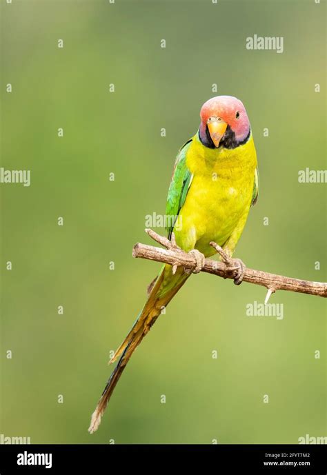 Green Parakeet High Resolution Stock Photography And Images Alamy