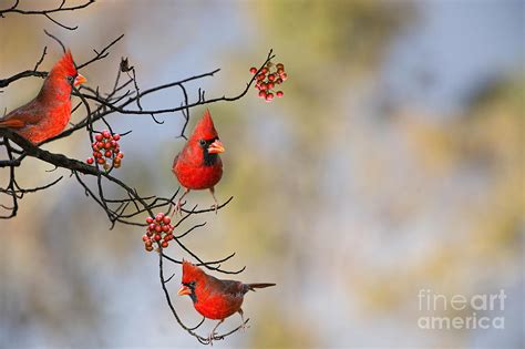 Cardinals On A Branch Photograph By Bonnie Barry Fine Art America