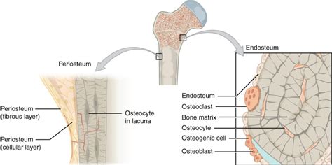Endosteum Definition Function Histology Vs Periosteum