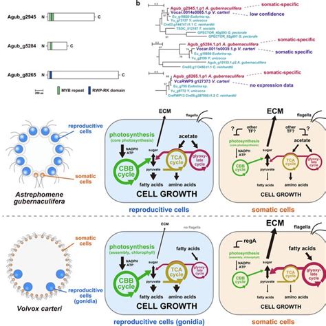 Convergent Evolution Of Germ Soma Differentiation In Astrephomene And
