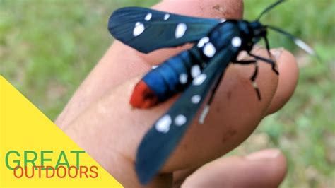Polka Dotted Wasp Moth Looks Like A Wasp Youtube