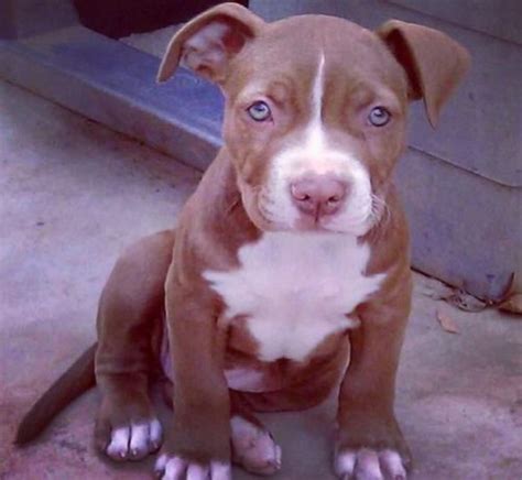 7 Important Facts About Red Nose Pit Bull Dog Breed