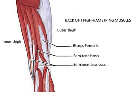 Anatomy Of The Hamstrings