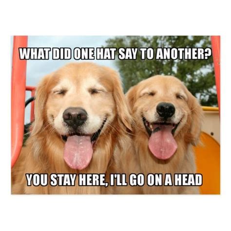 Funny Golden Retriever Hat Joke Meme Postcard In 2021