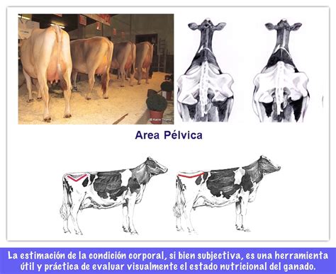 alimentacion de las vacas lecheras para condicion corporal ganaderia sos solución integral