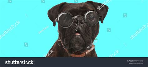 Funny Adorable Boxer Dog Looking Camera Stock Photo 1727887618