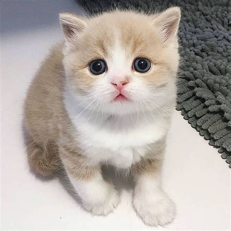 Super Lovely Cat 😍 On Instagram Little Cute Cats