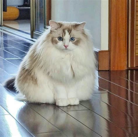 Fluffiest Cat Breeds 5 Cat Breeds That Remind You Of Cotton Bsb