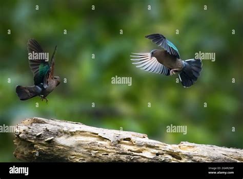 Gold Green Wing Dove Stock Photo Alamy