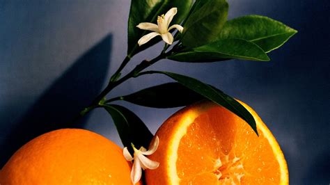 orange blossom ロエベ パルファム