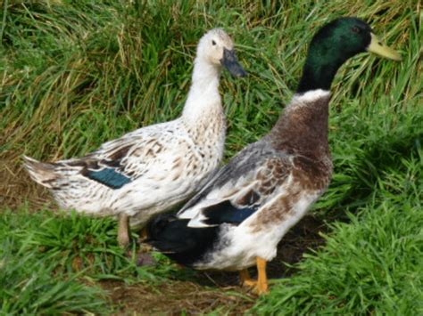 Breed Spotlight Welsh Harlequin Duck Meyer Hatchery Blog