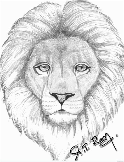 Lion Face Drawing Best 25 Lion Head Drawing Ideas On Pinterest