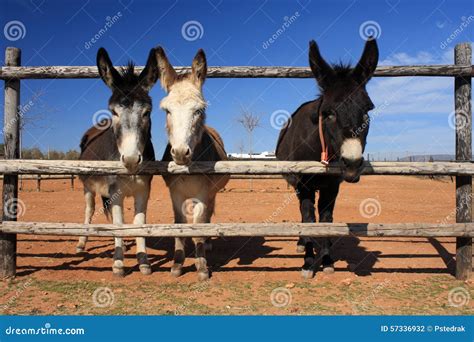 Three Miniature Donkeys Stock Photo Image Of Cute Three 57336932