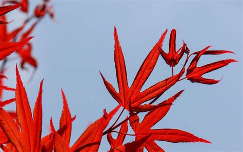 Download Wallpaper 3840x2400 Maple Leaves Branch Red Sky 4k Ultra