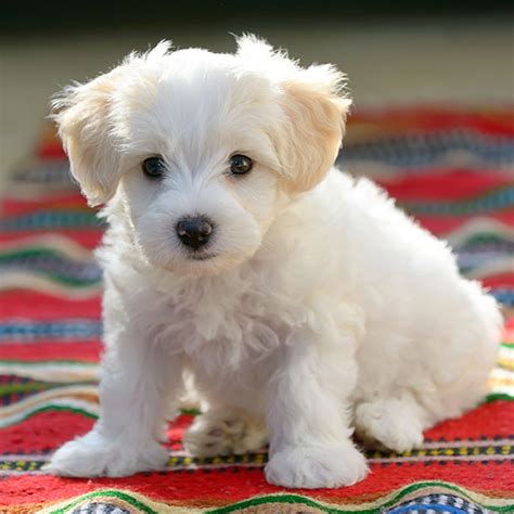 1 Maltese Puppies For Sale In Florida