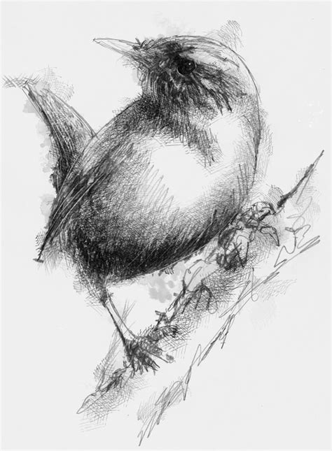 20 Beautiful Bird Pencil Drawings Art Ideas Design