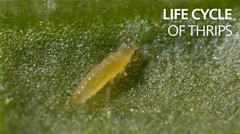 The Life Cycle Of Thrips Youtube