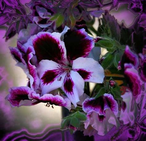 Martha Washington Geranium Purple Pleasures