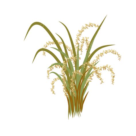 Rice Transparent Background Paddy Rice Ricefield Png Transparent