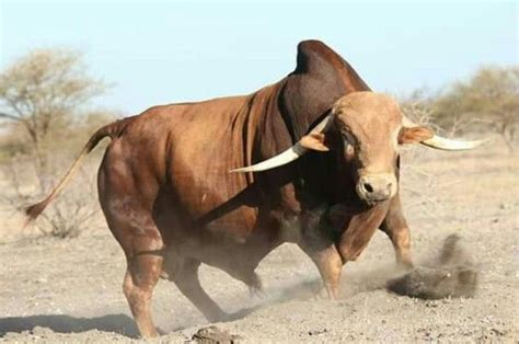 Afrikanerbul Bucking Bulls Cattle Ranching Cattle