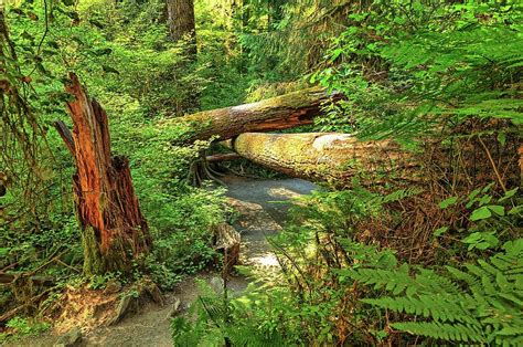 Fallen Trees In The Hoh Rain Forest Photograph By Kyle Lee Fine Art