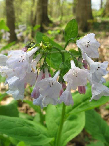 White Virginia Bluebells Courtney Mcgough Flickr