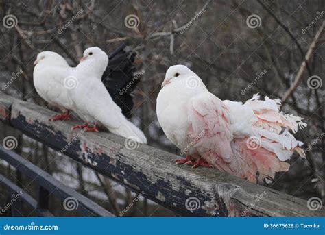 Three Pigeons In The Spring In The Park Sitting On Fence Stock Photo