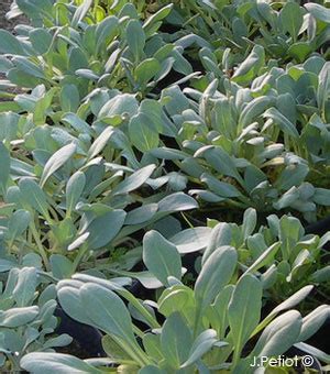 Lus na sceallaí (ga) especie de planta (es); Mertensia maritima - Huître végétale, Sanguine de mer