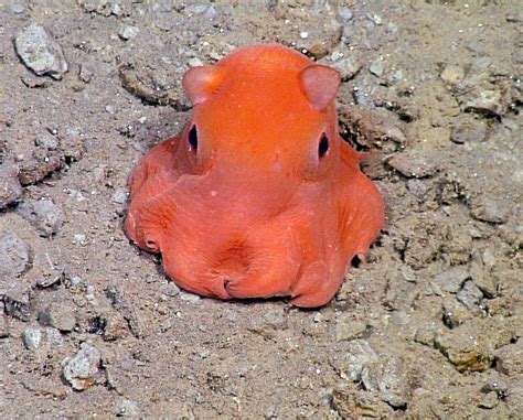 Tiny Octopus Is So Cute Local Scientist Might Name It ‘adorabilis