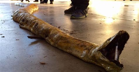 Large Snake Found Dead In Riverside County Dump