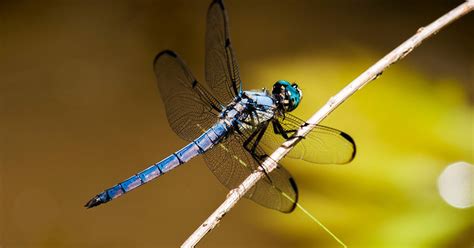 Dragonfly Bites Life Span Migration Environmental Benefits