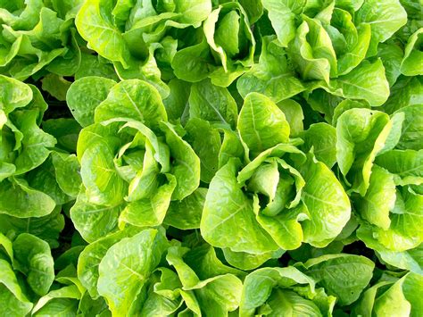 Lettuce Types Nutrition Facts Calories Carbs Health Benefits