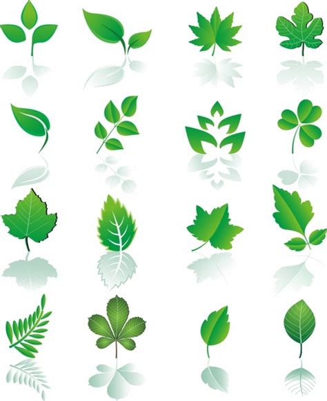 Leaf Vectors Free Download Graphic Art Designs