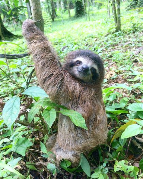 Top 10 Incredible Facts About The Sloth The Sloth Conservation Foundation