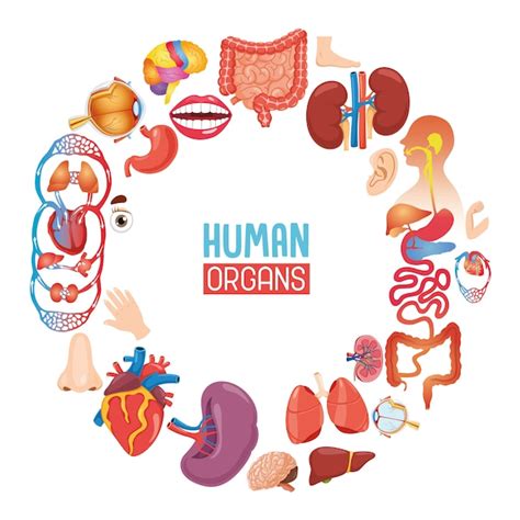 Ilustración Vectorial De órganos Humanos Vector Premium