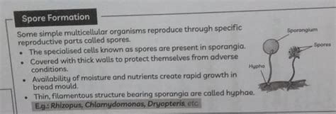 Spore Formation Some Simple Multicellular Organisms Reproduce Through Spe