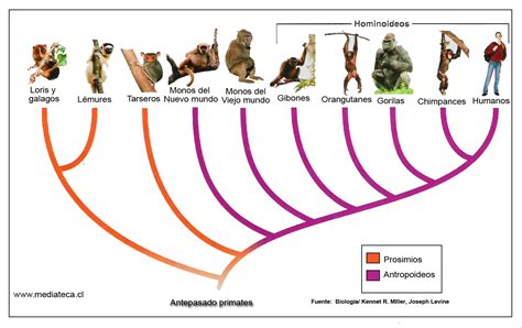 O Cladograma Abaixo Representa Relações Evolutivas Entre Membros Da