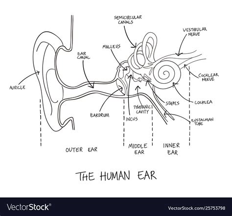Hand Drawn Human Ear Anatomy Royalty Free Vector Image