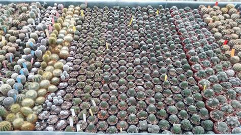 Pull cacti out and keep reducing. Wermland Desert Plants - Startsida | Facebook