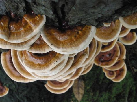 Gyms Hens Reishi And More Nw Ohio Mushroom Hunting And