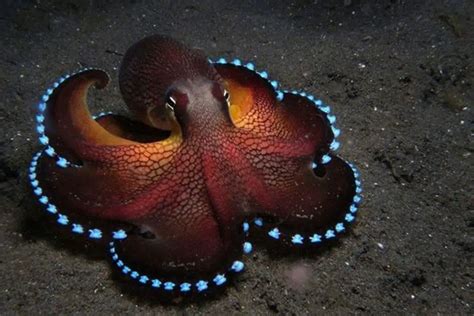 15 Awesome Facts About Octopus That Will Blow Your Mind