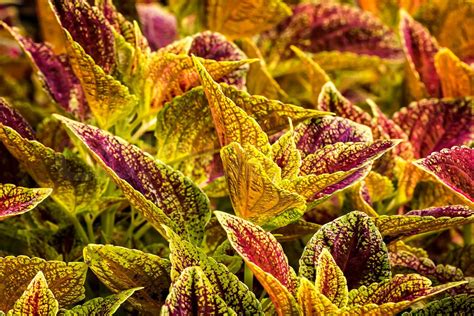 Colorful Coleus Plant Stock Image Colourbox