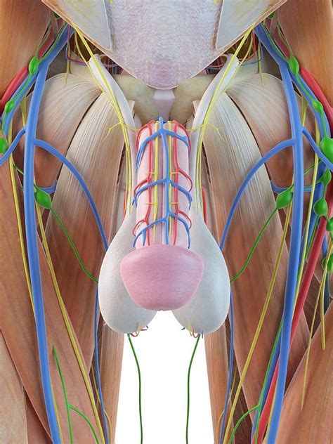 Male Penis Anatomy Photograph by Sciepro
