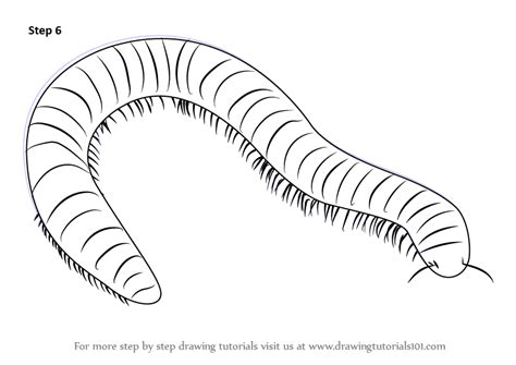 Learn How To Draw A Millipede Worms Step By Step Drawing Tutorials