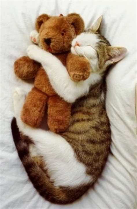 21 Adorable Cats Who Just Want A Hug Cat Hug Cute Cats Cats And Kittens