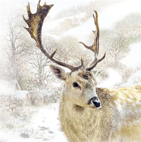 Solitary Stag Christmas Card Pack Of 10 Cancer Research Uk Online Shop